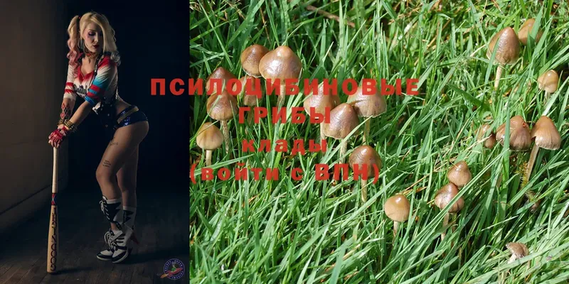 Псилоцибиновые грибы Psilocybe  где найти   Демидов 